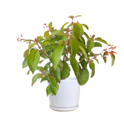 Firebush